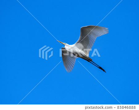 Great Egret flying in the blue sky 83846888