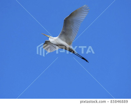 Great Egret flying in the blue sky 83846889