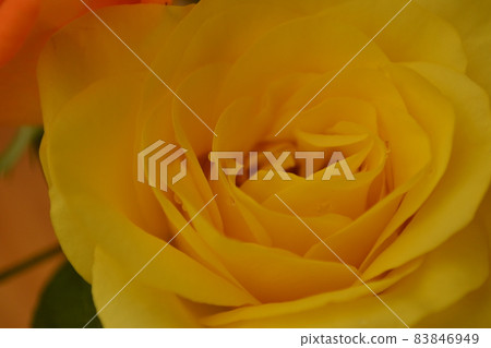 Yellow rose 83846949