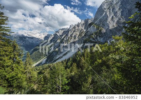 Forest scene with fir trees and Alps mountains in background, Gosau region, Austria 83846952