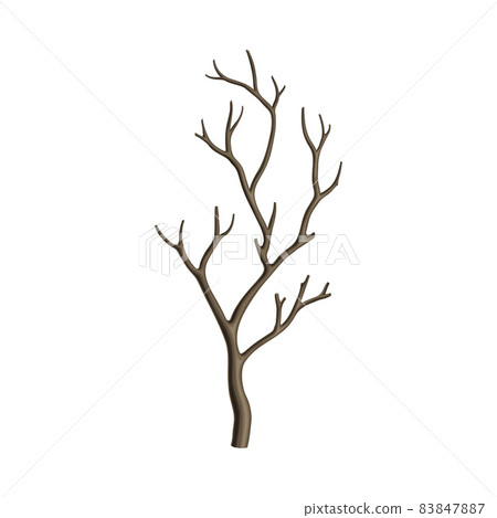 Bare Tree Branch or Twigs with Naked Stem and Snag Vector Illustration 83847887
