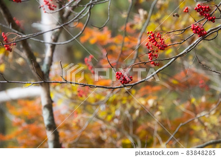 Red and cute fruits found on the hiking course around Goshikinuma in autumn Red and cute fruits found on the hiking course around Goshikinuma in autumn 83848285