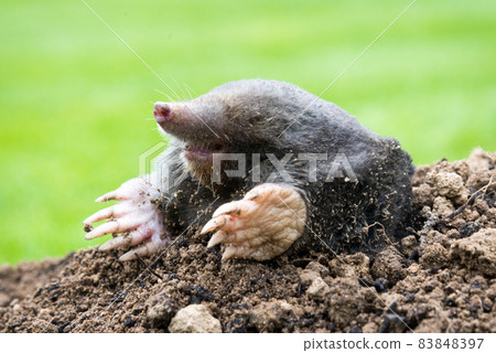 Mole on the top of the mole hill 83848397