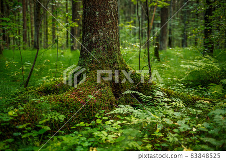 Tree trunk and roots covered with moss and lichen. 83848525