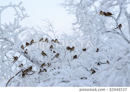 Sparrows on the branches covered with frost 83848537
