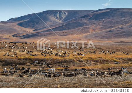 A herd of reindeer in the tundra. Chukotka, Russia. A herd of reindeer in the tundra. Chukotka, Russia. 83848538