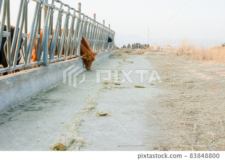 Kagoshima Wagyu beef and its farmers 83848800