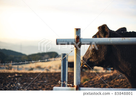 鹿兒島的日本黑牛肉及其農舍 83848801