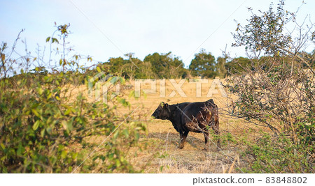 Japanese black beef in Kagoshima and its farmhouse 83848802