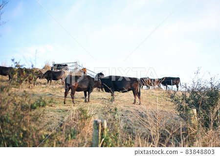 Japanese black beef in Kagoshima and its farmhouse 83848803