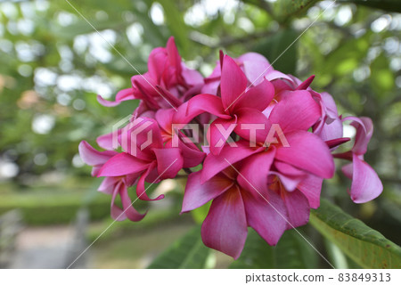 Red frangipani close-up Red frangipani close-up 83849313
