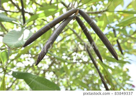 Frangipani pod seeds Frangipani pod seeds 83849337