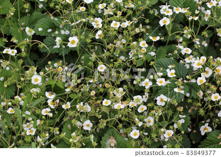 Strawberry blossom. Flowers and buds Strawberry blossom. Flowers and buds 83849377
