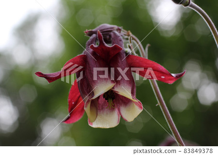 Growing bicolor aquilegia in garden Growing bicolor aquilegia in garden 83849378