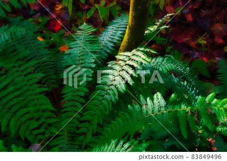 A herd of ferns found on a hiking course around Fukushima, Urabandai, and Goshikinuma in autumn, with a wonderful refreshing atmosphere. A herd of ferns found on a hiking course around Fukushima, Urabandai, and Goshikinuma in autumn, with a wonderful refreshing atmosphere. 83849496