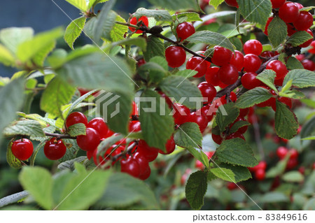 Nanking cherry. Far eastern delicacy Nanking cherry. Far eastern delicacy 83849616