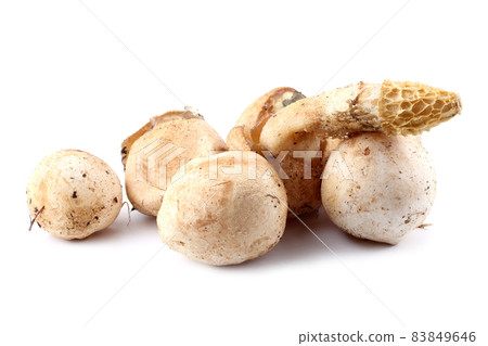 Veiled lady mushroom. Phallus duplicatus (Dictyophora duplicata). Mature mushroom and mushrooms in egg stage. Edible in egg stage Veiled lady mushroom. Phallus duplicatus (Dictyophora duplicata). Mature mushroom and mushrooms in egg stage. Edible in egg stage 83849646