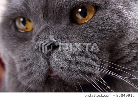 Looking beautiful British cat portrait Looking beautiful British cat portrait 83849913