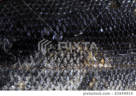 Rudd fish scales background 83849914