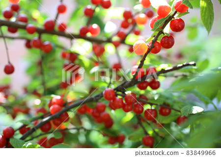 Nanking cherry bush 83849966