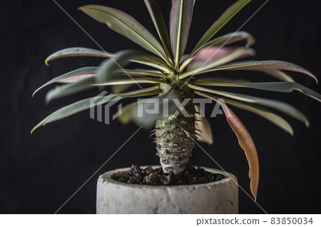 秋葉大戟 pakipodioides 秋葉大戟 pakipodioides 83850034