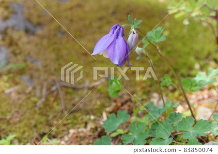 Aquilegia flabella, Miyama Ryokan, wild grass, purple flowers 83850074