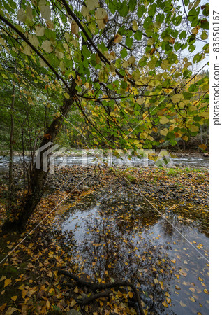 Nature and environment, The Aude river, the forest in autumn and the mountains, Belvianes and 83850167