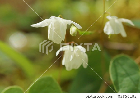 淫羊藿,野草,白花,林下灌木 淫羊藿,野草,白花,林下灌木 83850192