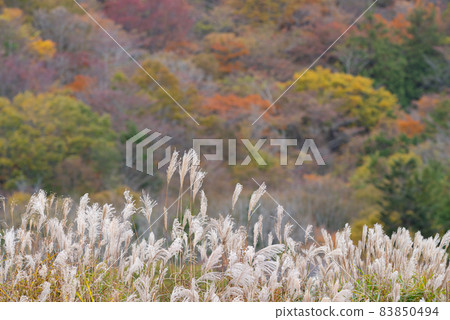 Autumnal leaves and Susuki 83850494