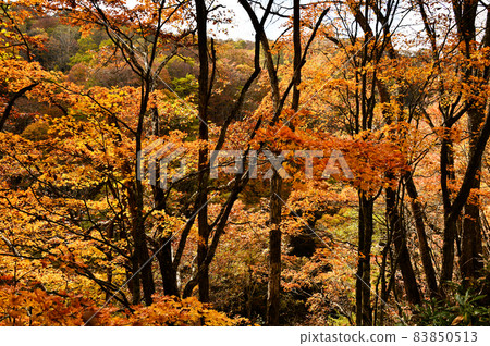 紅葉[長野縣] 83850513