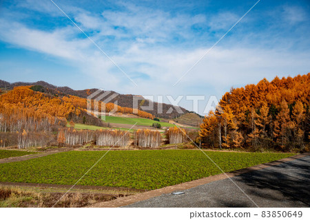 富良野沒有秋天 83850649