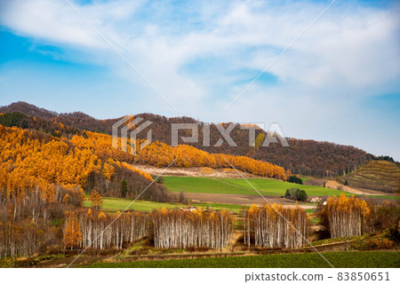 富良野沒有秋天 83850651