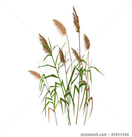 Cane silhouette on white background. Vector hand drawing sketch with reeds. Cane silhouette on white background. Vector hand drawing sketch with reeds. 83851408