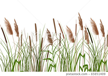 Cane silhouette on white background. Vector hand drawing sketch with reeds. Cane silhouette on white background. Vector hand drawing sketch with reeds. 83851409