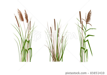 Cane silhouette on white background. Vector hand drawing sketch with reeds. Cane silhouette on white background. Vector hand drawing sketch with reeds. 83851410