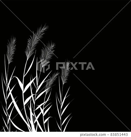 Black silhouette of reeds, sedge, cane, bulrush, or grass on a white background.Vector illustration. 83851443