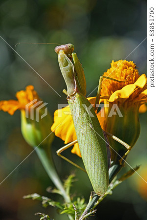 Hierodula patellifera 伏擊金盞花的獵物 83851700