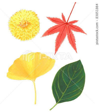 Hand-painted botanical picture book, an accessory that makes you feel autumn Hand-painted botanical picture book, an accessory that makes you feel autumn 83851864