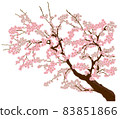 Botanical picture book Sakura 83851866