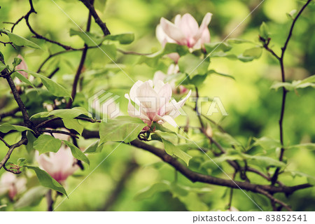 Magnolia spring flowers 83852541