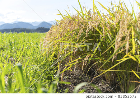 Rice 83852572