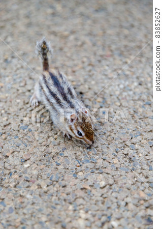 Chipmunk 83852627