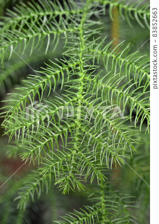 Norfolk Island pine Norfolk Island pine 83852663