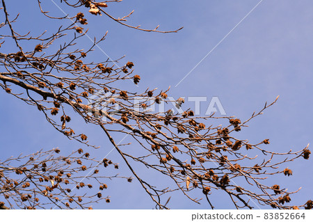 Purple European Beech Purple European Beech 83852664