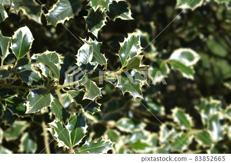 Silver-marginated Holly Silver-marginated Holly 83852665