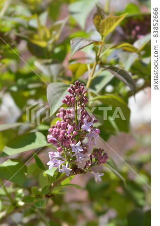 Pink lilac 83852666