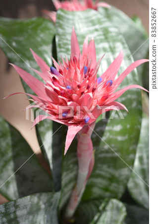 Bromeliad Primera 83852667