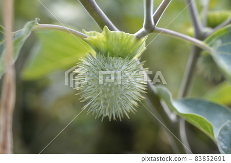 Thorn apple Inka Thorn apple Inka 83852691