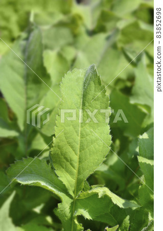 Giant scabious 83852698