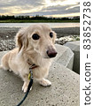 Riverside miniature dachshund 83852738